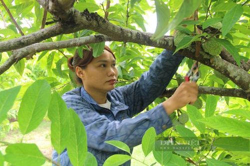 Vợ chồng 9X ở Ninh Bình bỏ phố về quê trồng na dai