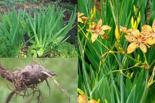 Chế phẩm thảo dược thay thế kháng sinh trong chăn nuôi