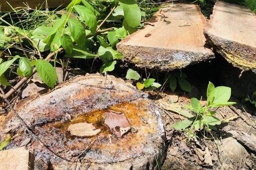 Gia Lai: Hàng chục cây rừng bị cưa hạ, xẻ hộp gần trạm bảo vệ rừng