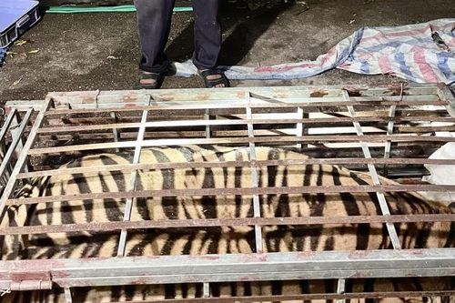Người đàn ông tàng trữ cá thể hổ nặng 2,5 tạ để nấu cao bán kiếm lời