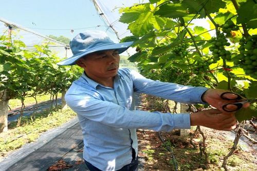 Nông dân Vĩnh Phúc bắt nhịp với công nghệ 4.0