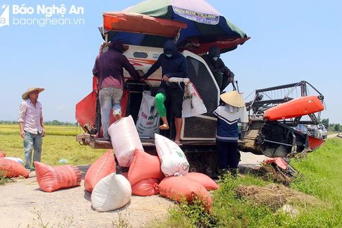 Nghệ An làm gì để đưa ngành hàng lúa gạo lên 'tầm cao mới'?