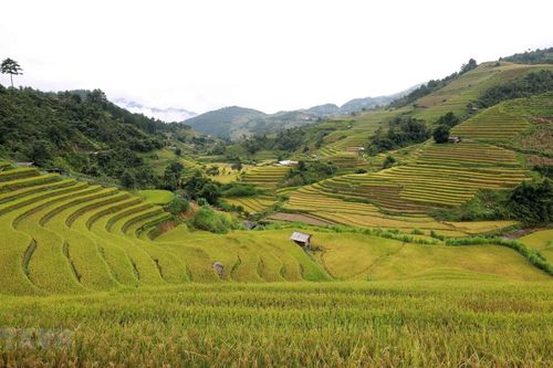 Ruộng bậc thang Mù Cang Chải - Kiệt tác từ đôi bàn tay