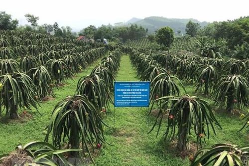 Vĩnh Phúc đẩy mạnh phát triển nông nghiệp ứng dụng công nghệ cao