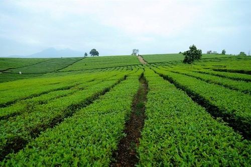 Đồi chè Thanh Thủy đẹp như bức tranh vẽ ở Phú Thọ