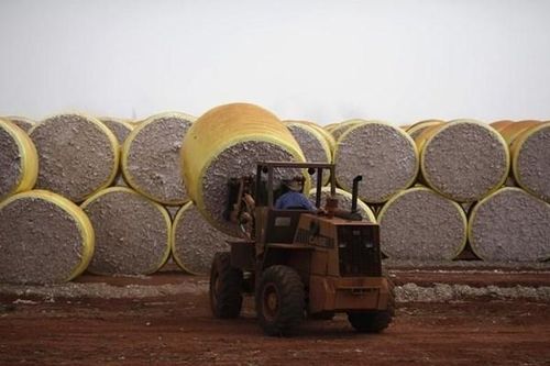 Brazil đe dọa 'ngôi vương' xuất khẩu bông của Mỹ