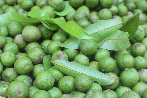 Quả sấu giúp thải độc, giải rượu, tăng cường tiêu hóa