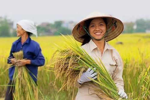 Trước động thái của Indonesia, nhóm cổ phiếu gạo diễn biến ra sao?