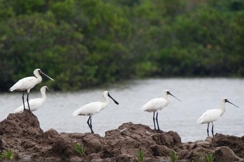 Thái Bình sẽ rà soát lại quy mô Khu bảo tồn thiên nhiên Tiền Hải trên thực địa