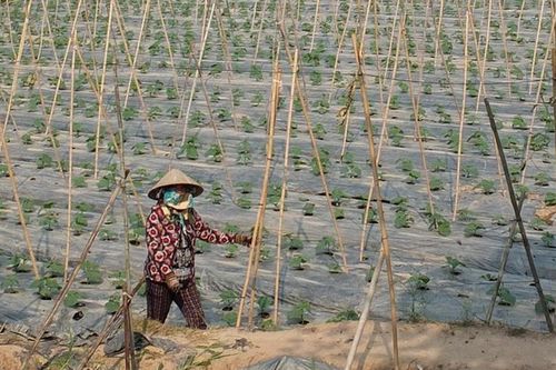 Hiệu quả Đề án tái cơ cấu ngành nông nghiệp và công tác giảm nghèo