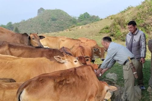 Tăng cường năng lực quản lý, kiểm soát dịch bệnh động vật và đảm bảo an toàn thực phẩm có nguồn gốc động vật