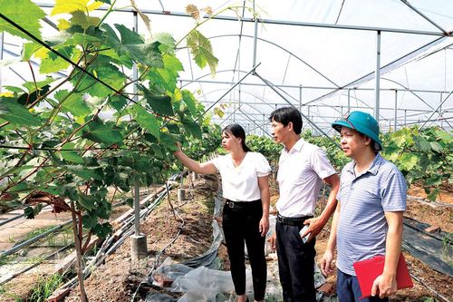 Yên Mô tạo sức bật cho nông nghiệp hữu cơ