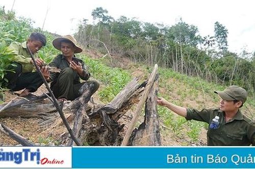 Cần quyết liệt xử lý hành vi lấn chiếm đất rừng phòng hộ ở Linh Trường