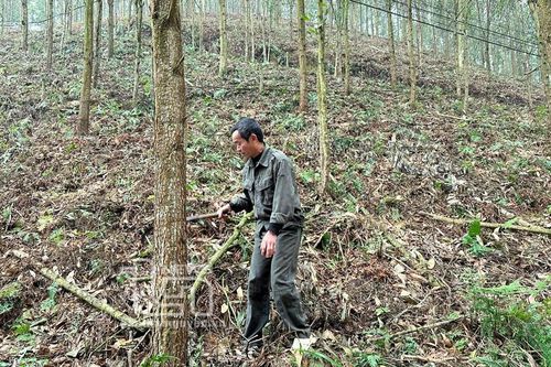 Mở rộng vùng nguyên liệu: Tạo đà cho doanh nghiệp phát triển