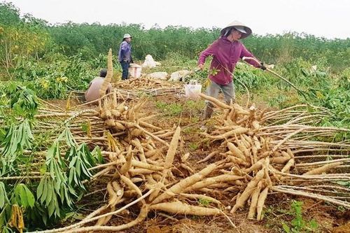 Thu hoạch nông sản tránh lũ