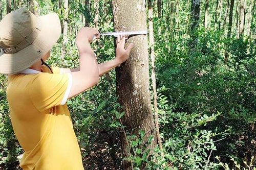 Đa dạng loại hình kinh tế hợp tác xã