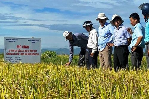 Giống lúa mới trên vùng đất mới