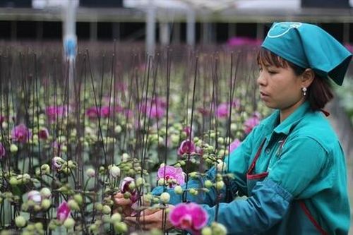 Cần tạo 'cú hích' mới cho HTX trồng hoa cây cảnh