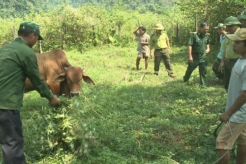 Đảm bảo sinh kế cho đồng bào ở vùng đệm Phong Nha – Kẻ Bàng