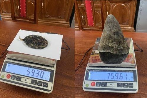 Mua bán sừng tê giác trái phép, một đối tượng bị bắt giữ