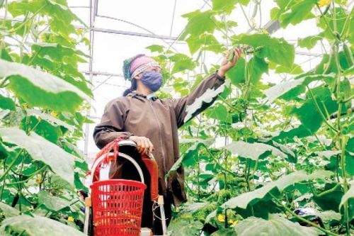 Thạch Thất đứng đầu thành phố về sản phẩm OCOP