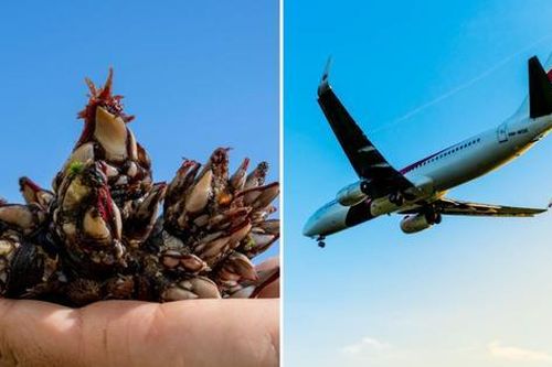Sinh vật tí hon hứa hẹn giải mã bí ẩn lớn nhất lịch sử ngành hàng không khiến 239 người biến mất không dấu vết