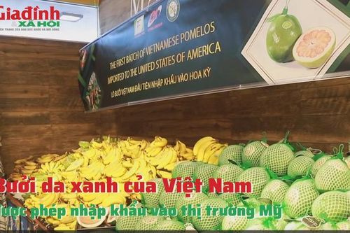 Bưởi da xanh của Việt Nam được phép nhập khẩu vào thị trường Mỹ
