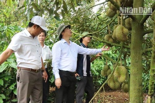 Đắk Lắk điều tra vụ việc có dấu hiệu 'giả mạo giấy tờ' để xuất khẩu sầu riêng