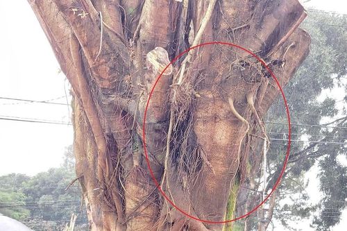 Di dời cây si có hình dạng 'giống mặt người' vào khuôn viên nhà thờ