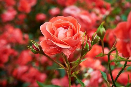 Người sinh vào 3 tháng Âm lịch này biết đối nhân xử thế