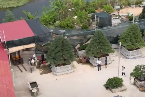 Chiêm ngưỡng 3 cây tùng 40 tỷ đắt đỏ bậc nhất miền Trung