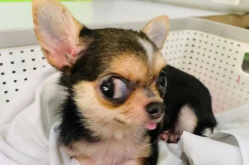 Khoảnh khắc 'khó đỡ' của cún cưng khiến 'sen' không thể nhịn cười