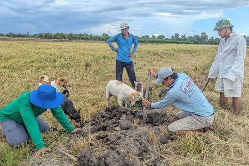 Xem bắt chuột đồng, câu cá, ngắm kho đồ cổ ở Long An