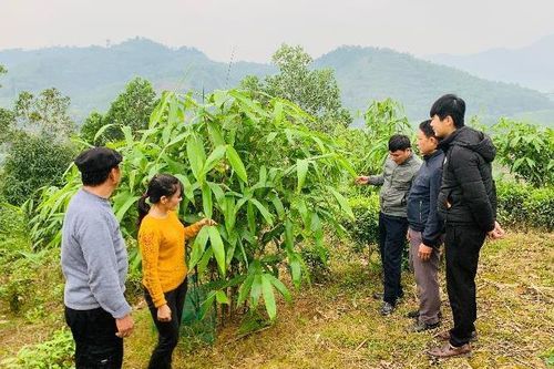 Tấm gương trưởng thôn quyết tâm xóa nghèo ở bản người Mông