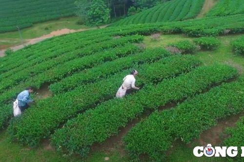 Đồi chè Long Cốc - địa chỉ du lịch hấp dẫn không thể bỏ lỡ ở Phú Thọ