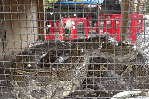 Người dân giao trăn đất dài 3 mét, nặng 67kg cho kiểm lâm thả về tự nhiên