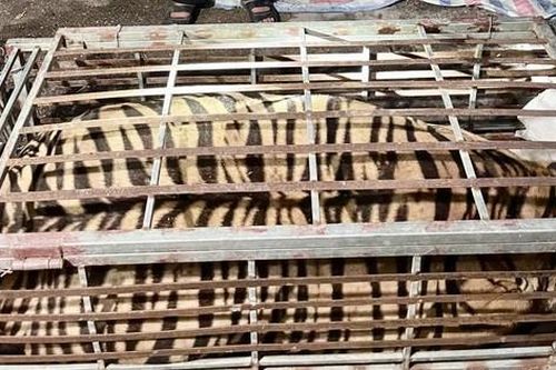 Bắt quả tang đối tượng mua cá thể hổ nặng 250kg về để nấu cao