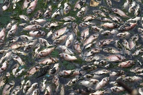 Cá chết nổi trắng kênh ở Đà Nẵng