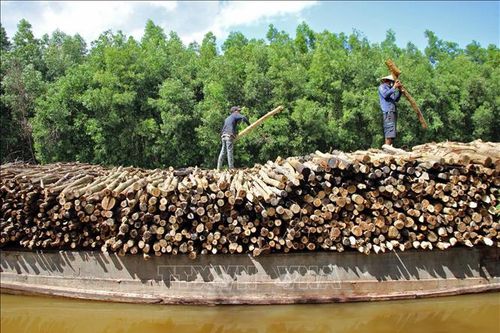 Phát triển kinh tế lâm nghiệp xứng tầm
