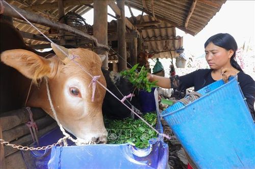 Giảm nghèo bền vững ở huyện vùng cao Mèo Vạc