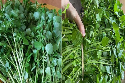 Loại rau mọc um tùm như cỏ không ngờ chống được ung thư, còn chữa 'đủ bệnh'