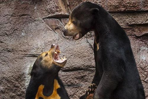 Khám phá bí mật về loài gấu chó