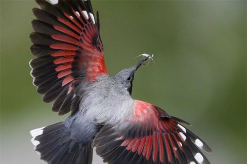 Ấn tượng với bộ lông của chim Wallcreeper