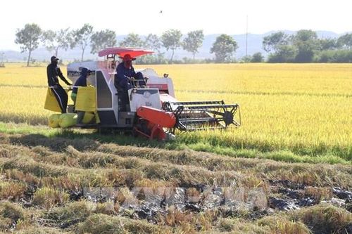 Lúa Hè Thu được mùa, được giá