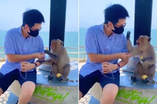 Tặng khỉ con đồ ăn, nam du khách bỗng hét toáng bởi diễn biến sau đó