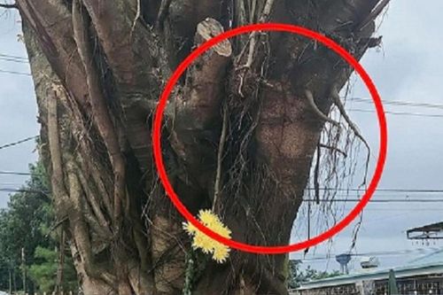 Cây si có hình mặt người ở chợ Gia Lai được di dời về đâu?