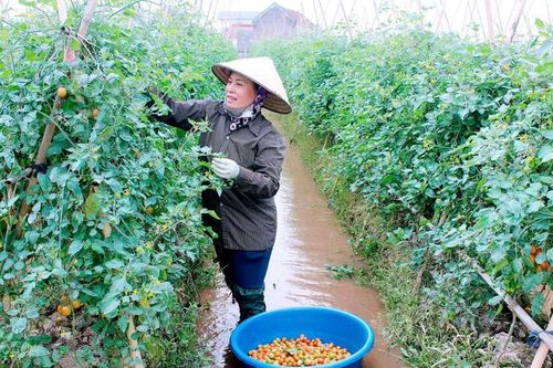 Nam Định: Nâng cao vai trò, vị thế của phụ nữ, thực hiện bình đẳng giới trong lĩnh vực kinh tế