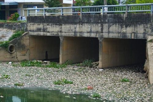 Cá chết nổi trắng kênh Đa Cô ở Đà Nẵng