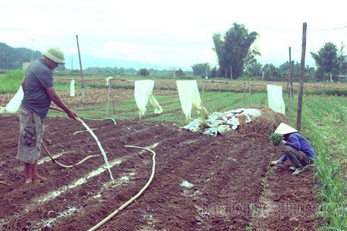 Khẩn trương khôi phục sản xuất sau thiên tai