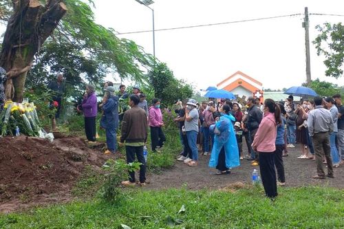 Chư Păh di dời cây si có hình thù giống mặt người